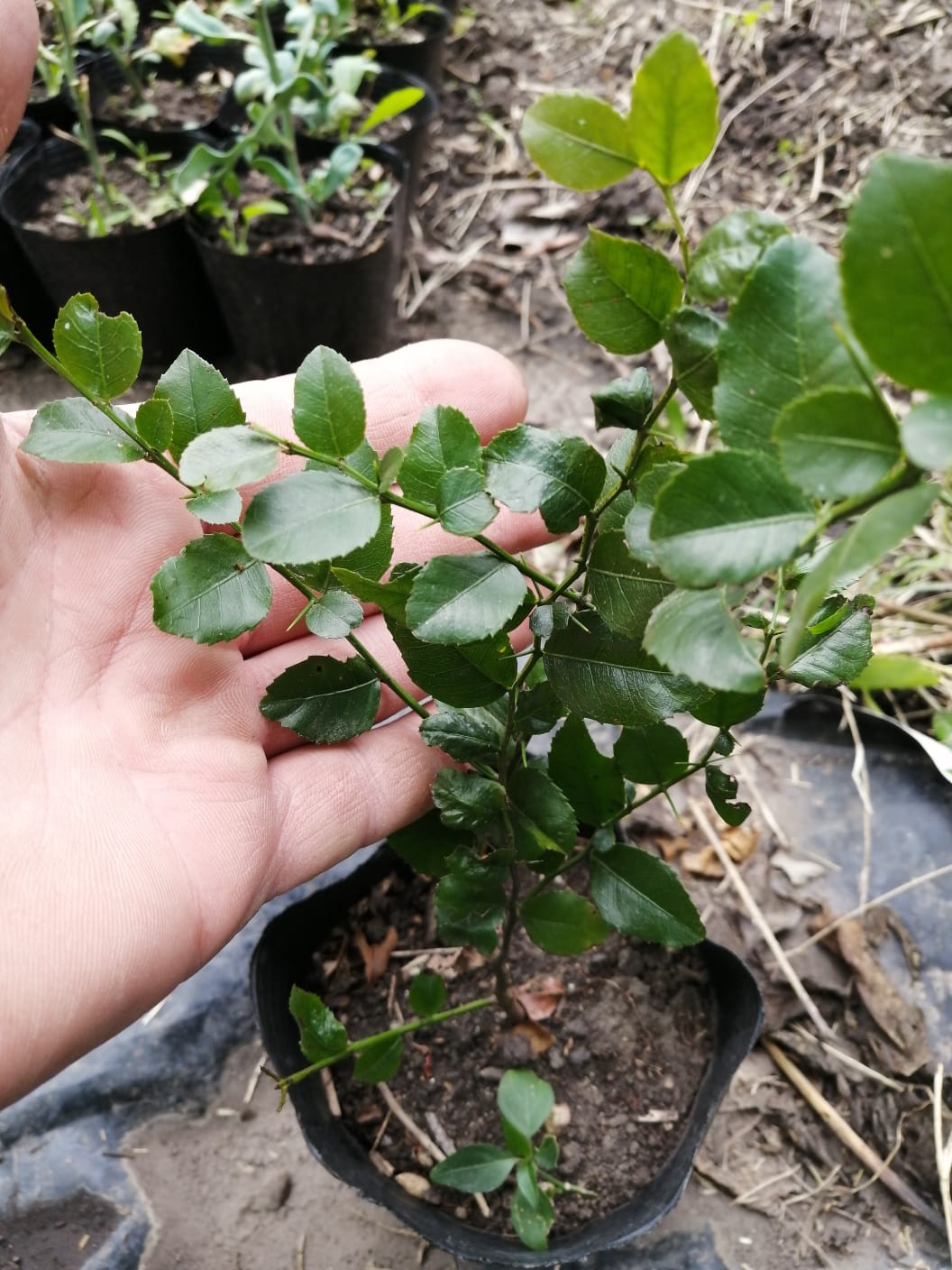 Coronilla maceta de 12